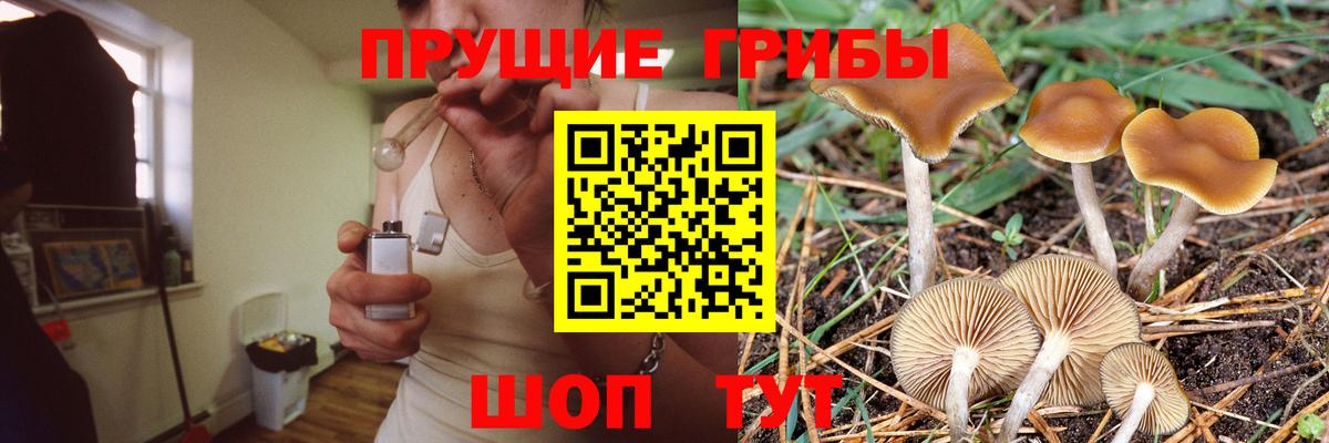 Псилоцибиновые грибы прущие грибы Йошкар-Ола